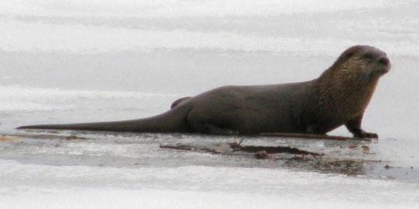 Otter in Avon Township