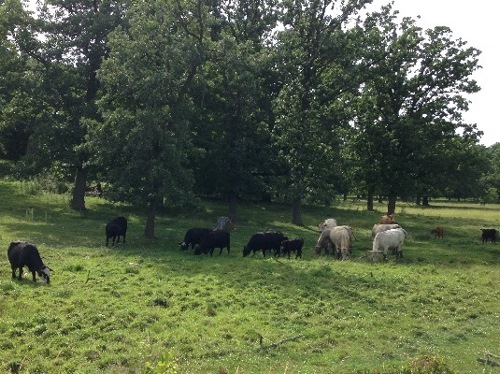 Photo of cows near the town hall